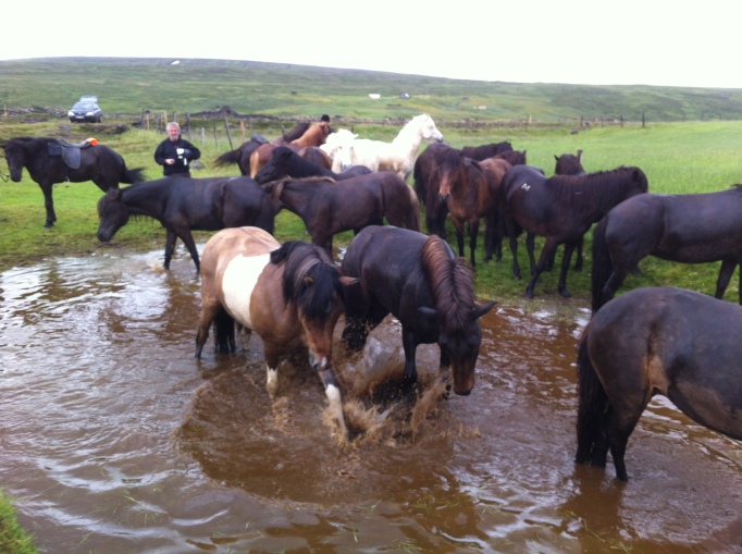 the horses liked playing in the puddles
