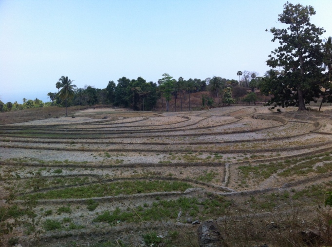 dry rice fields