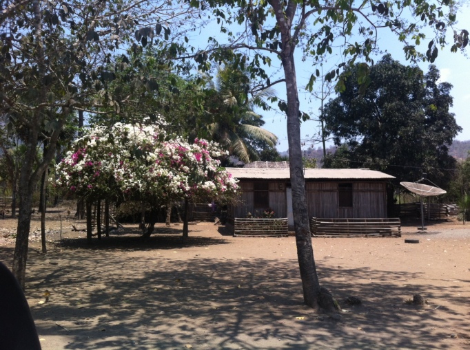 a Timorese house and shade shelter made from a flower bush