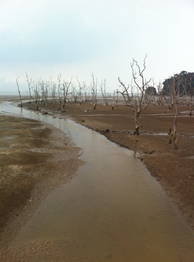 Bako National Park at low tide